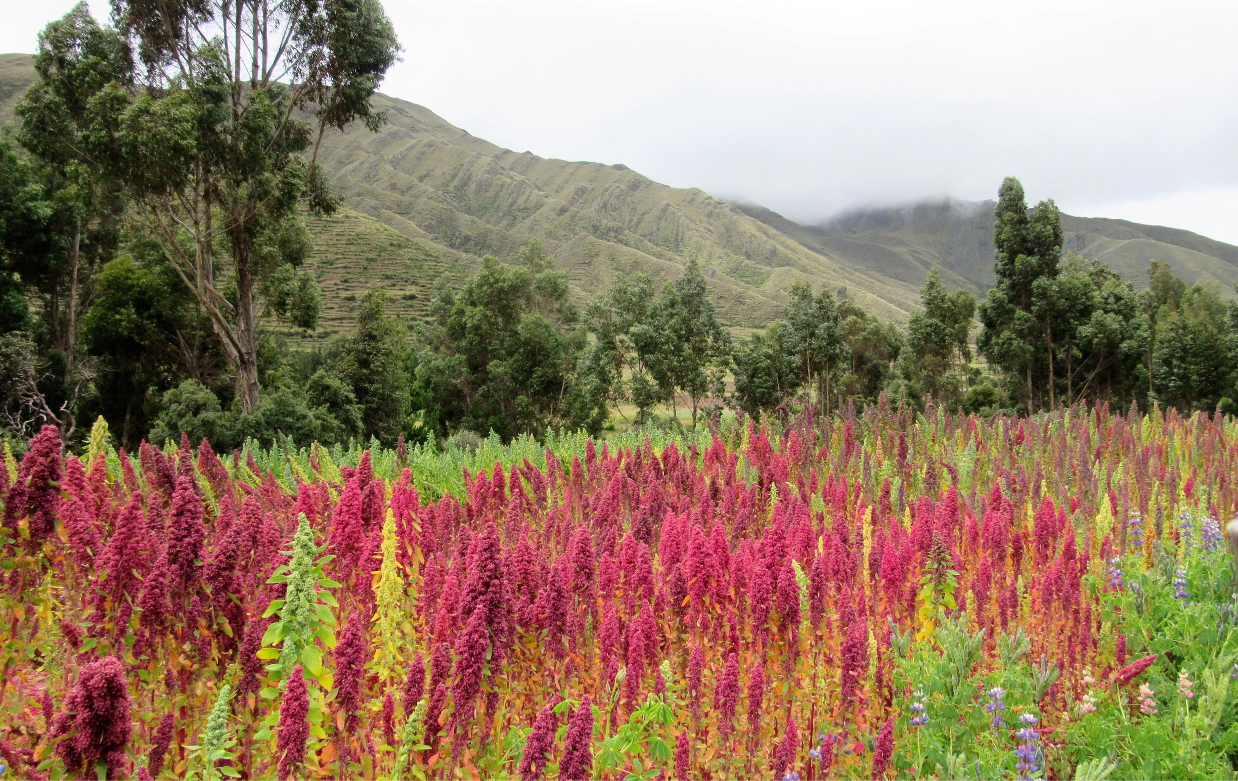 COSECHA DE SABIDURIA: EL HUERTO MEDICINAL